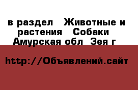  в раздел : Животные и растения » Собаки . Амурская обл.,Зея г.